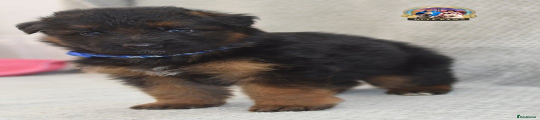 German Shepherd Puppy 1