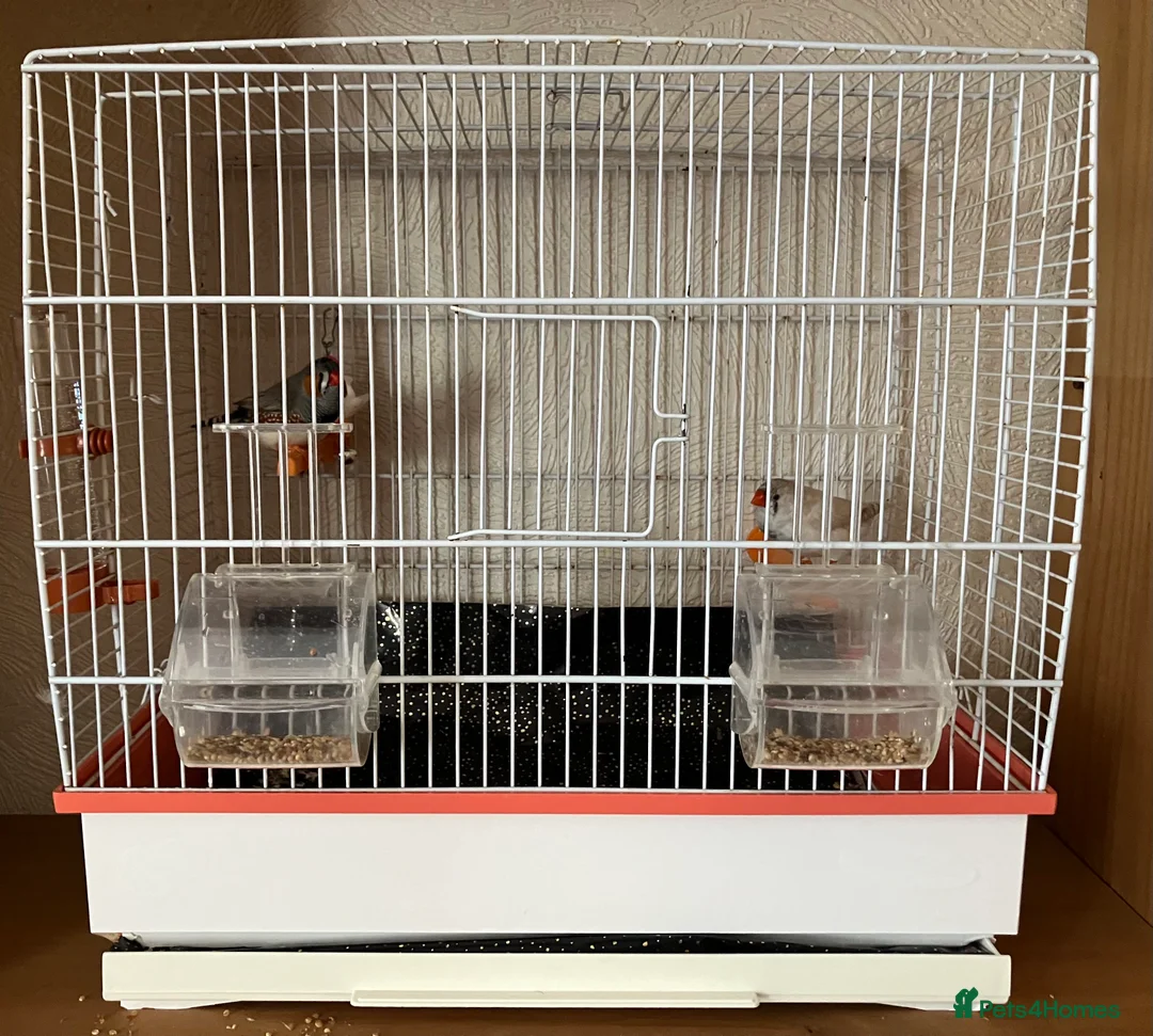 Budgerigars birds for sale: Birds for good homes - Advert 4