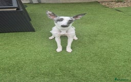 Lurcher dogs for sale: Ralph - Image 1