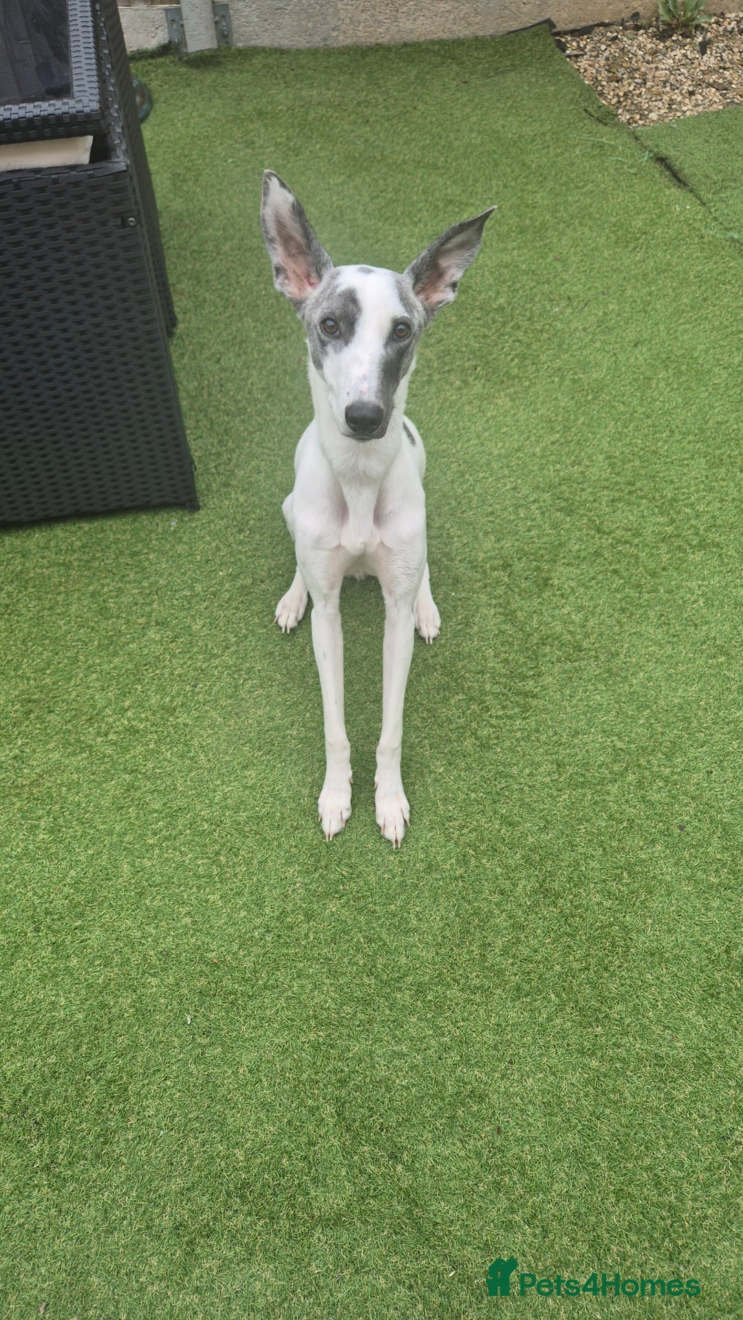 Lurcher dogs for sale: Ralph - Image 1