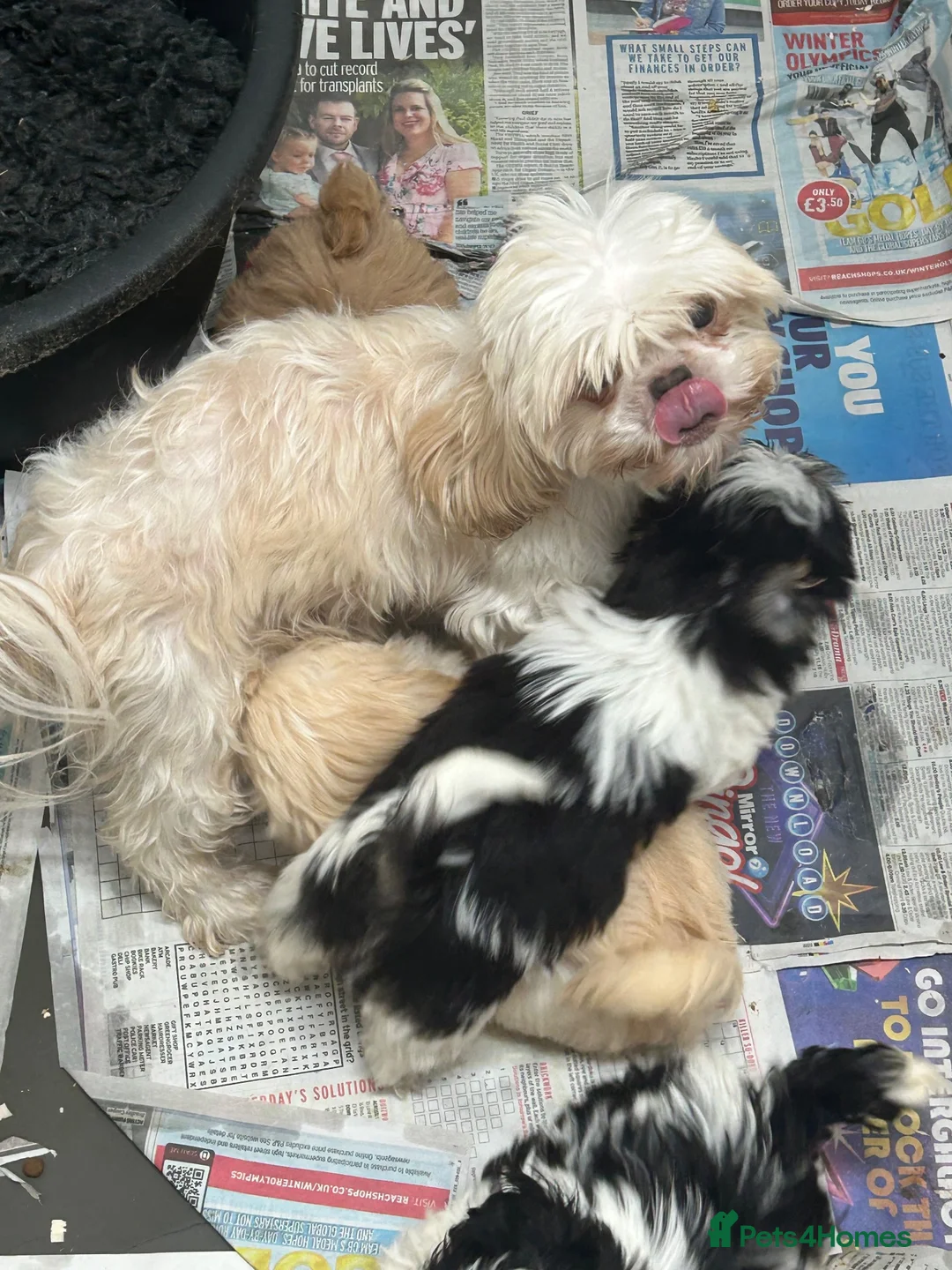Shih Tzu dogs for sale: Last stunning girl Shih Tzu  - Advert 3