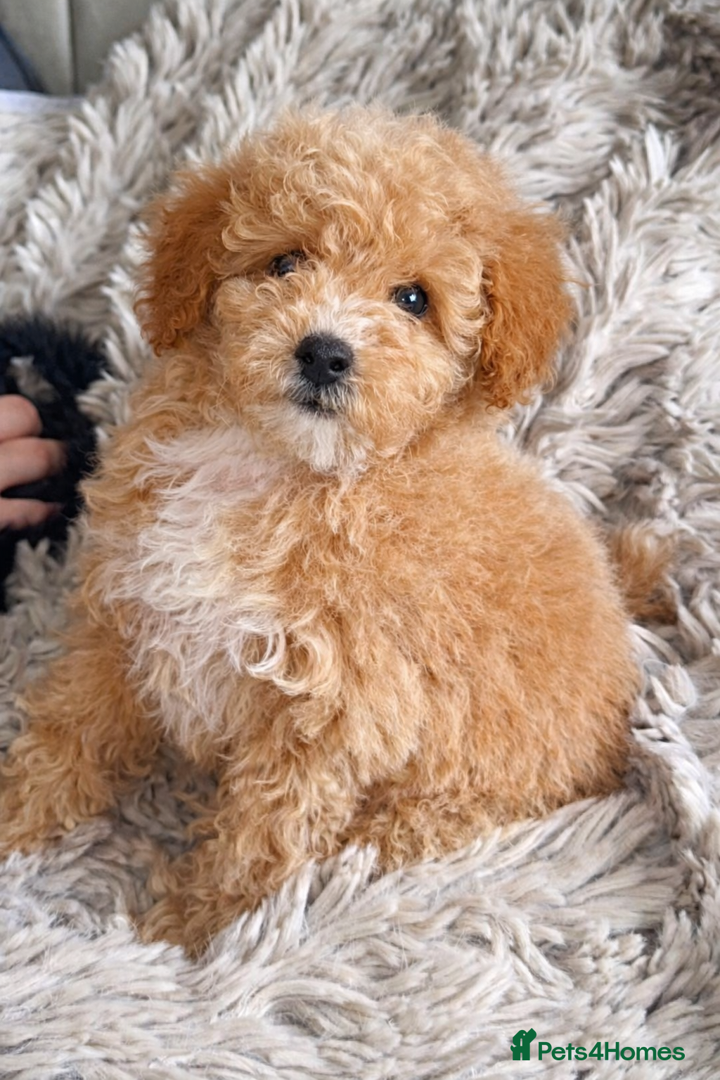 Maltipoo dogs ⭐️ Ready to leave F1B Maltipoo  ⭐️ - Advert 6