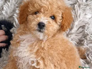 Maltipoo dogs ⭐️ Ready to leave F1B Maltipoo ⭐️ - Advert 1