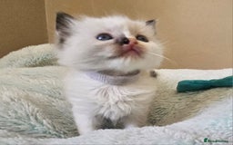 Ragdoll cats for sale: 7 beautiful fluffy Ragdoll cats.  - Image 18