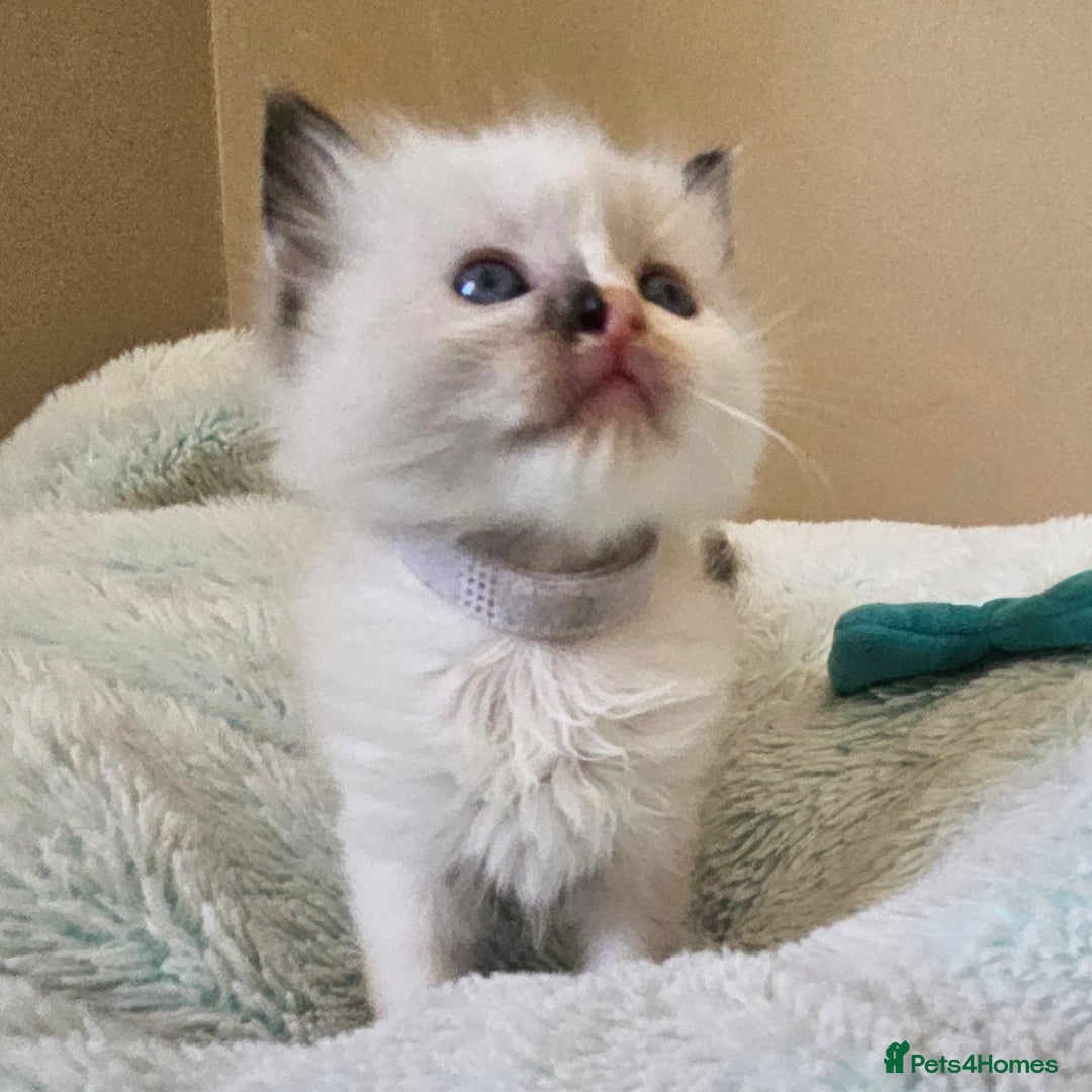 Ragdoll cats for sale: 7 beautiful fluffy Ragdoll cats.  - Image 18