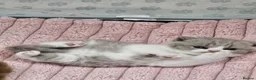 British Shorthair cats for sale: Lovely Lilac & White British Shorthair Boy Kitten in Westgate-on-Sea - Advert 5