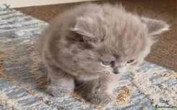 British Shorthair cats for sale: Beautiful BSH (2 Males & 2 Females, Blue & Lilac) - Image 21