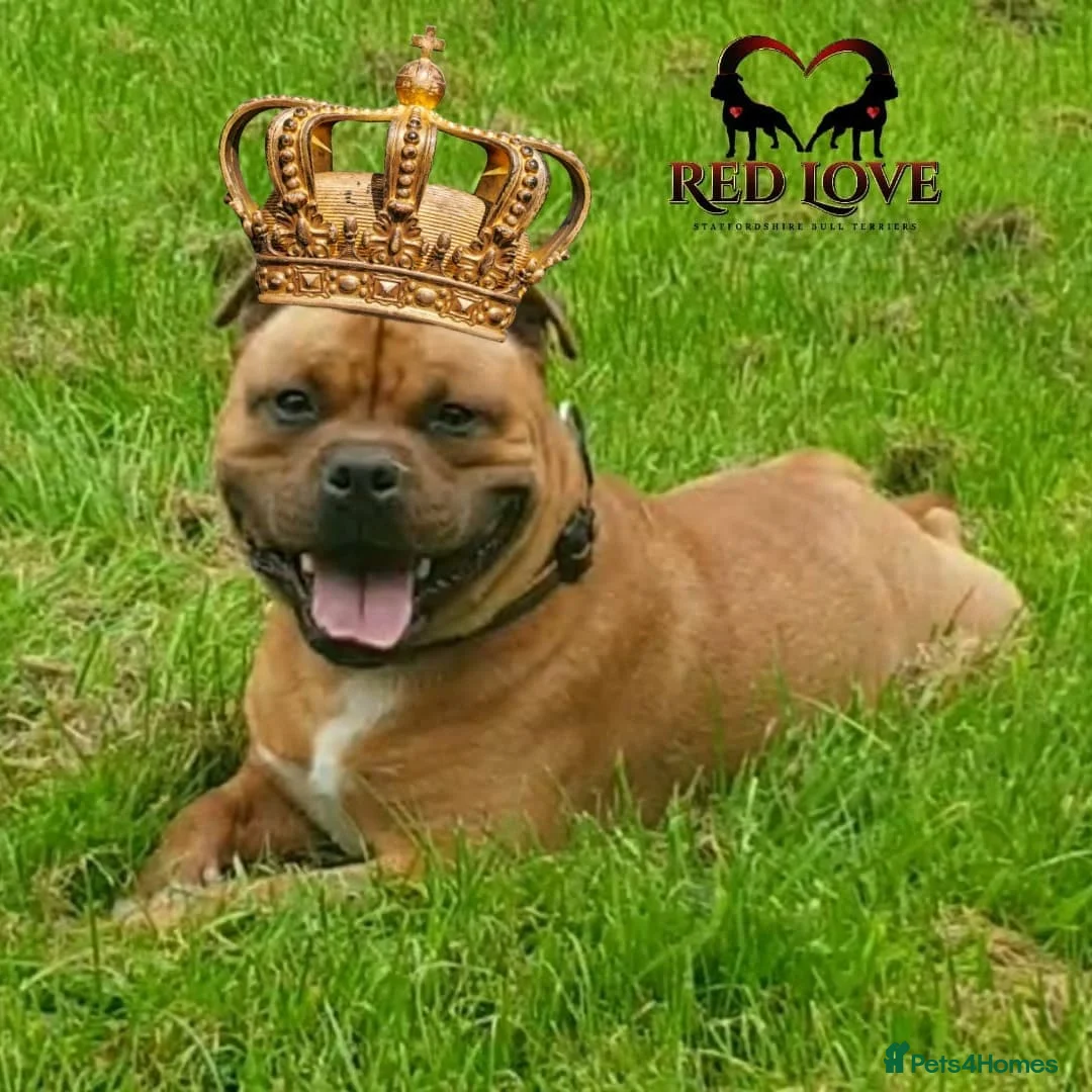 Staffordshire Bull Terrier dogs for stud: 🇬🇧THE RED DREAM TEAM🇬🇧 Exceptional Temprements in Rochdale - Advert 14
