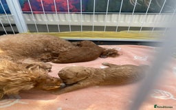 Toy Poodle dogs for sale: Toy poodle  - Image 3