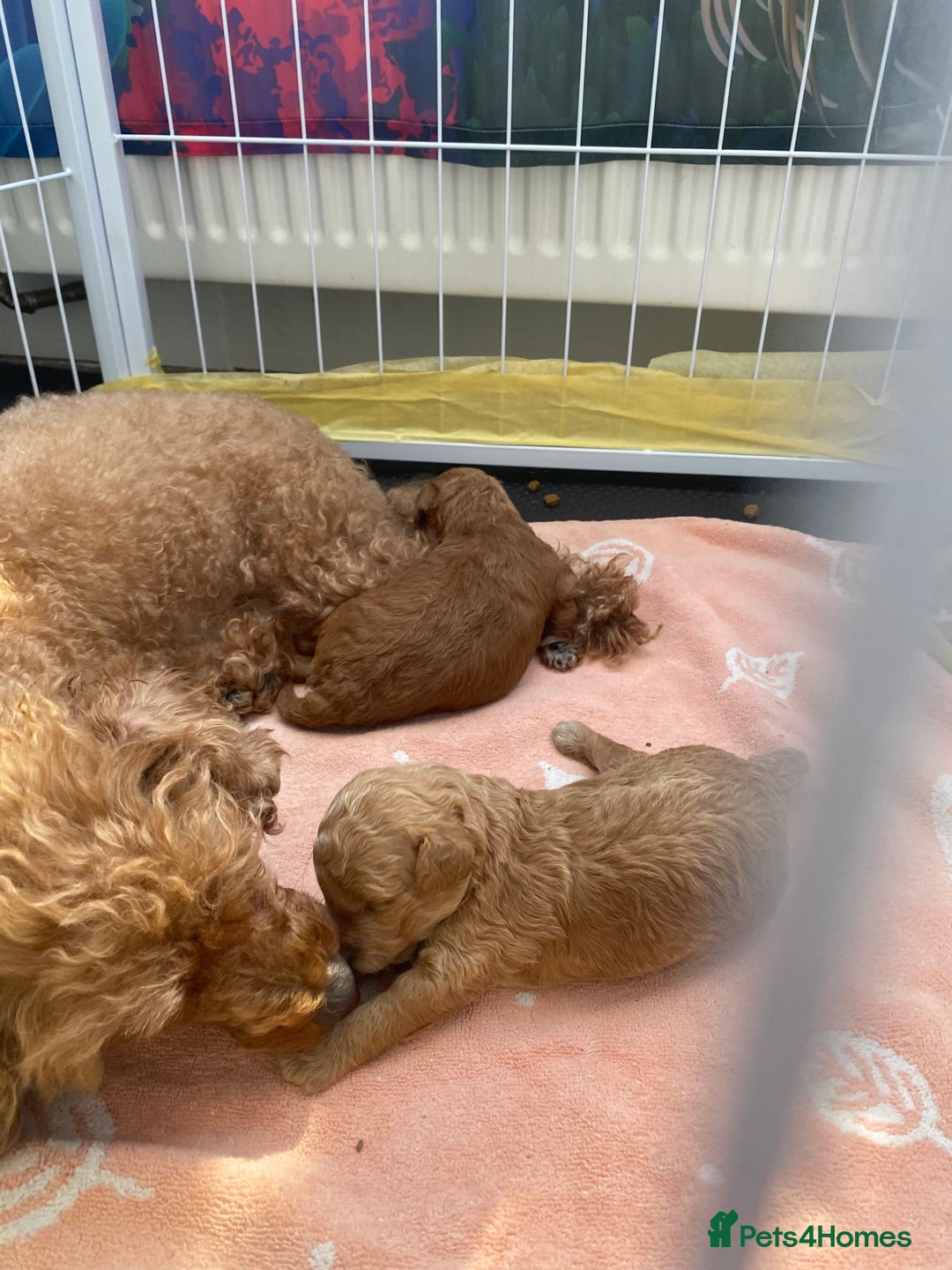Toy Poodle dogs for sale: Toy poodle  - Image 3