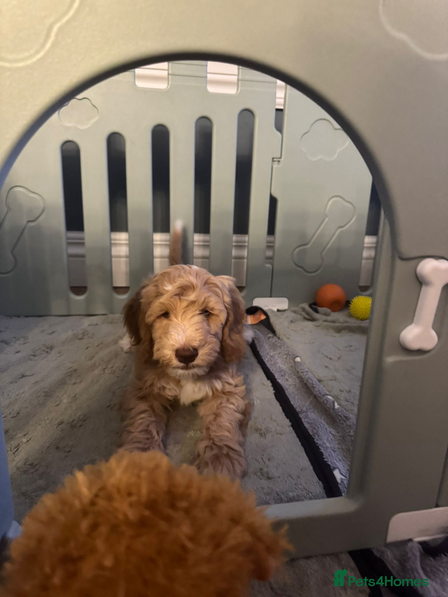 Sproodle dogs 🎉Rare Merle Sproodle Puppies 1x 💙 2x 💝 left ! - Advert 1