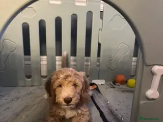 Sproodle dogs 🎉Rare Merle Sproodle Puppies 1x 💙 2x 💝 left ! - Advert 1