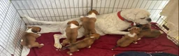 Boxer dogs for sale: Beautiful boxer puppies  - Advert 1