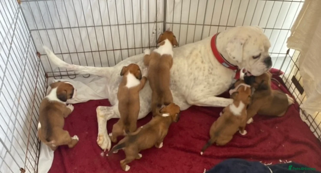 Boxer dogs for sale: Beautiful boxer puppies  - Advert 1