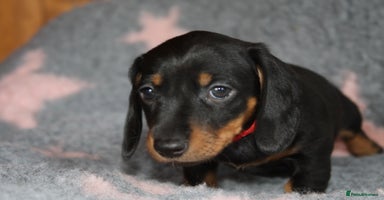 Dachshund dogs - Advert 4