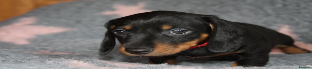 Dachshund Puppy 4
