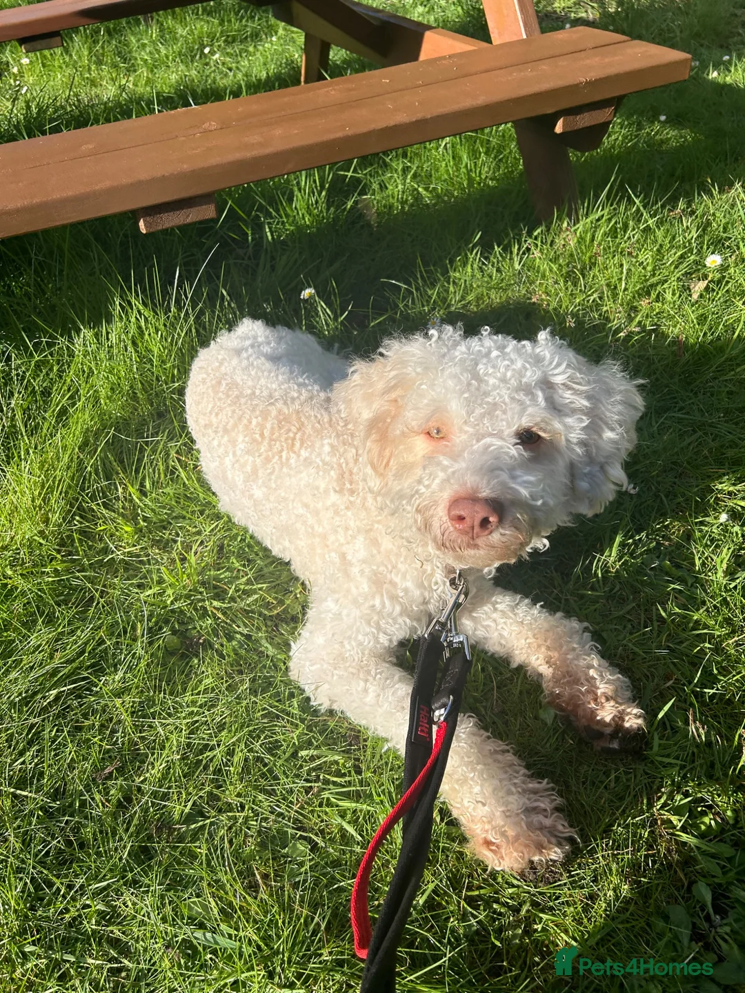 Lagotto Romagnolo dogs for sale: Riley  - Advert 4
