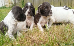 Sprocker dogs for sale: Beautiful f2 sprockers - Image 16