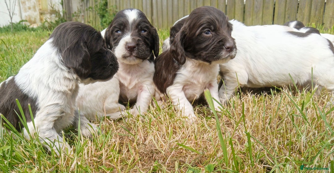 Sprocker dogs for sale: Beautiful f2 sprockers - Image 16