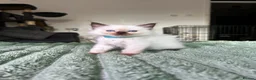 Ragdoll cats for sale: Ragdoll Kittens for Sale - Advert 5