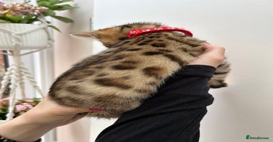 Bengal cats - Advert 3
