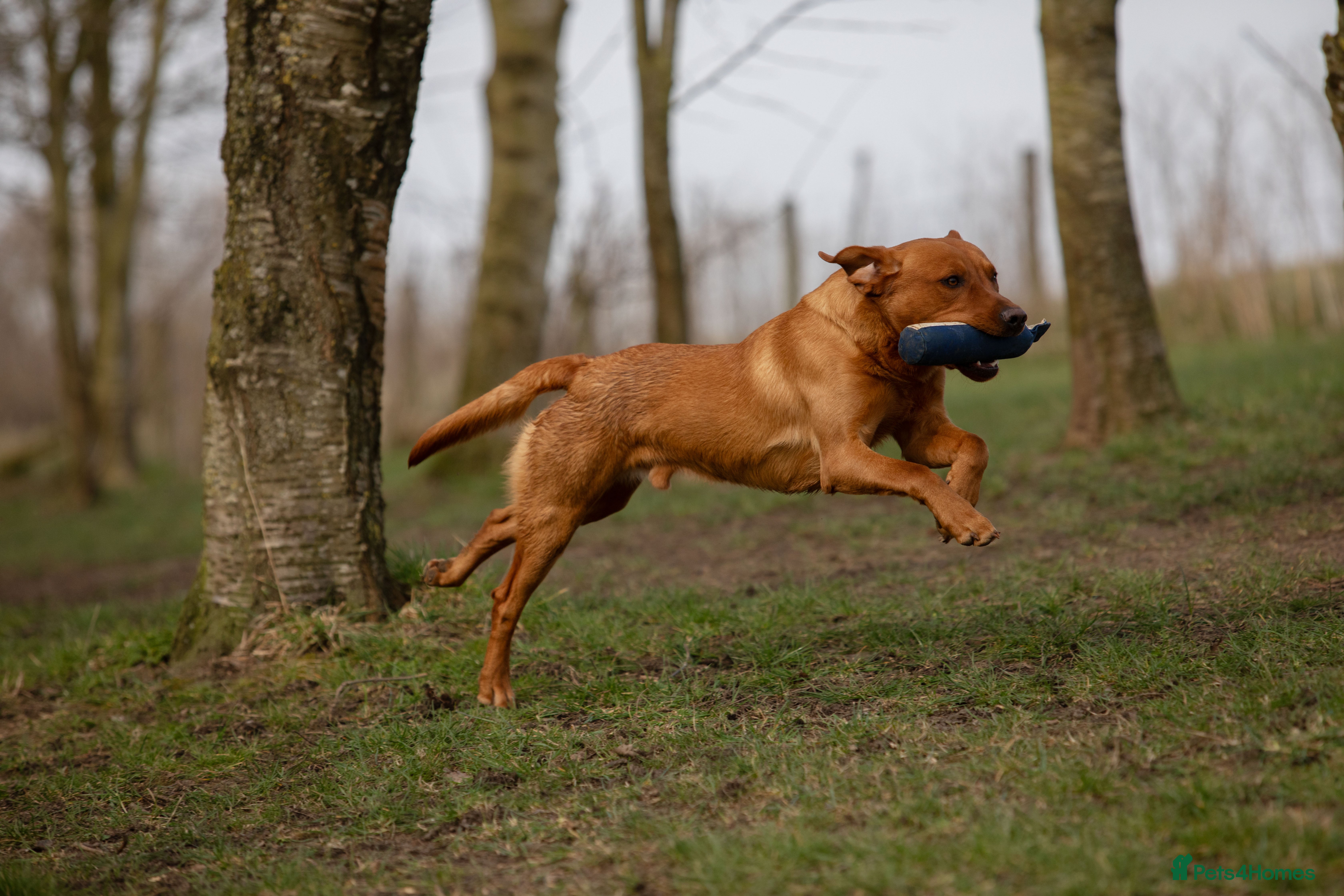 Labrador Retriever dogs At Stud Autumnsoak Delphinium Bryn Hips 0/0 - Advert 22