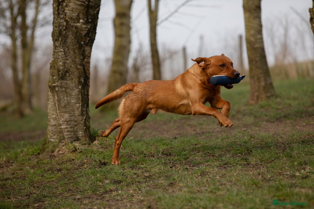 Labrador Retriever dogs for stud: At Stud Autumnsoak Delphinium Bryn Hips 0/0 - Advert 1