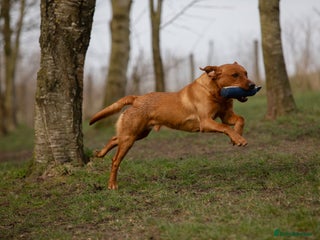 Labrador Retriever dogs - Advert 23