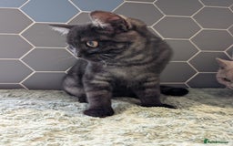 Selkirk Rex cats for sale: 😻 Stunning Selkirk Rex Mix Kittens 😻 - Image 31