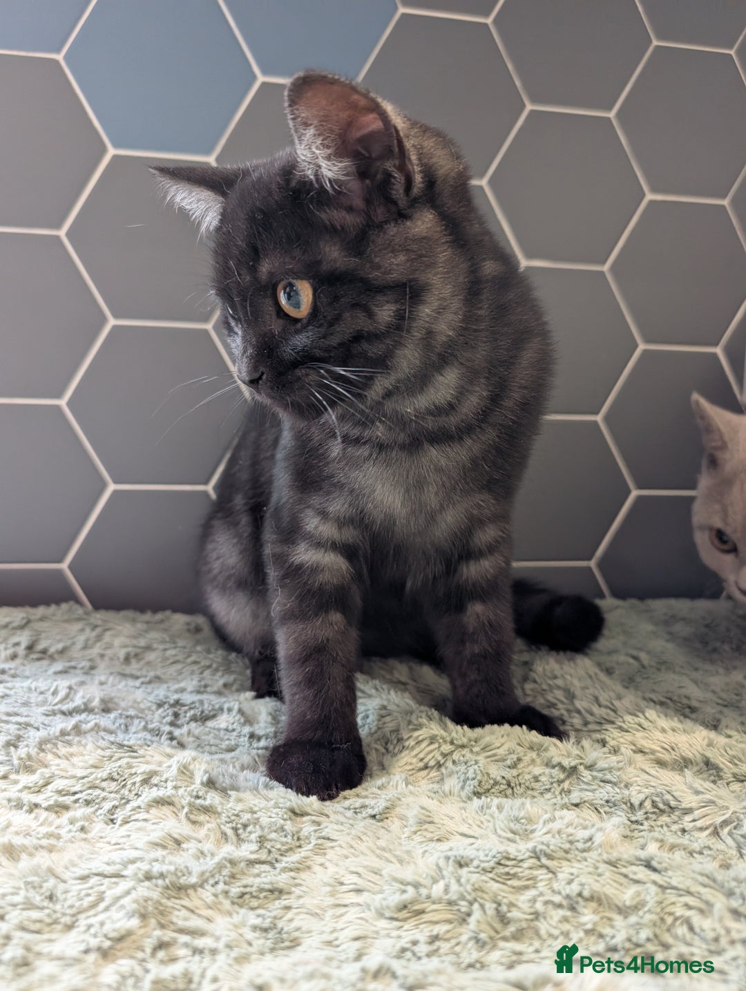 Selkirk Rex cats for sale: 😻 Stunning Selkirk Rex Mix Kittens 😻 - Image 31