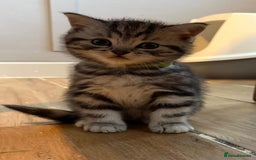 British Shorthair cats for sale: Beautiful bsh kittens  - Image 5