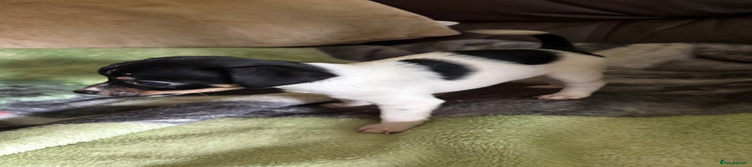 Jack Russell Puppy 4