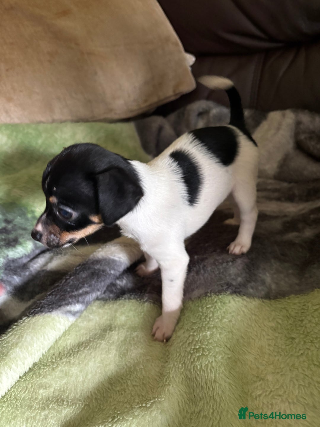 Jack Russell dogs for sale: Jack Russell puppies  - Image 8