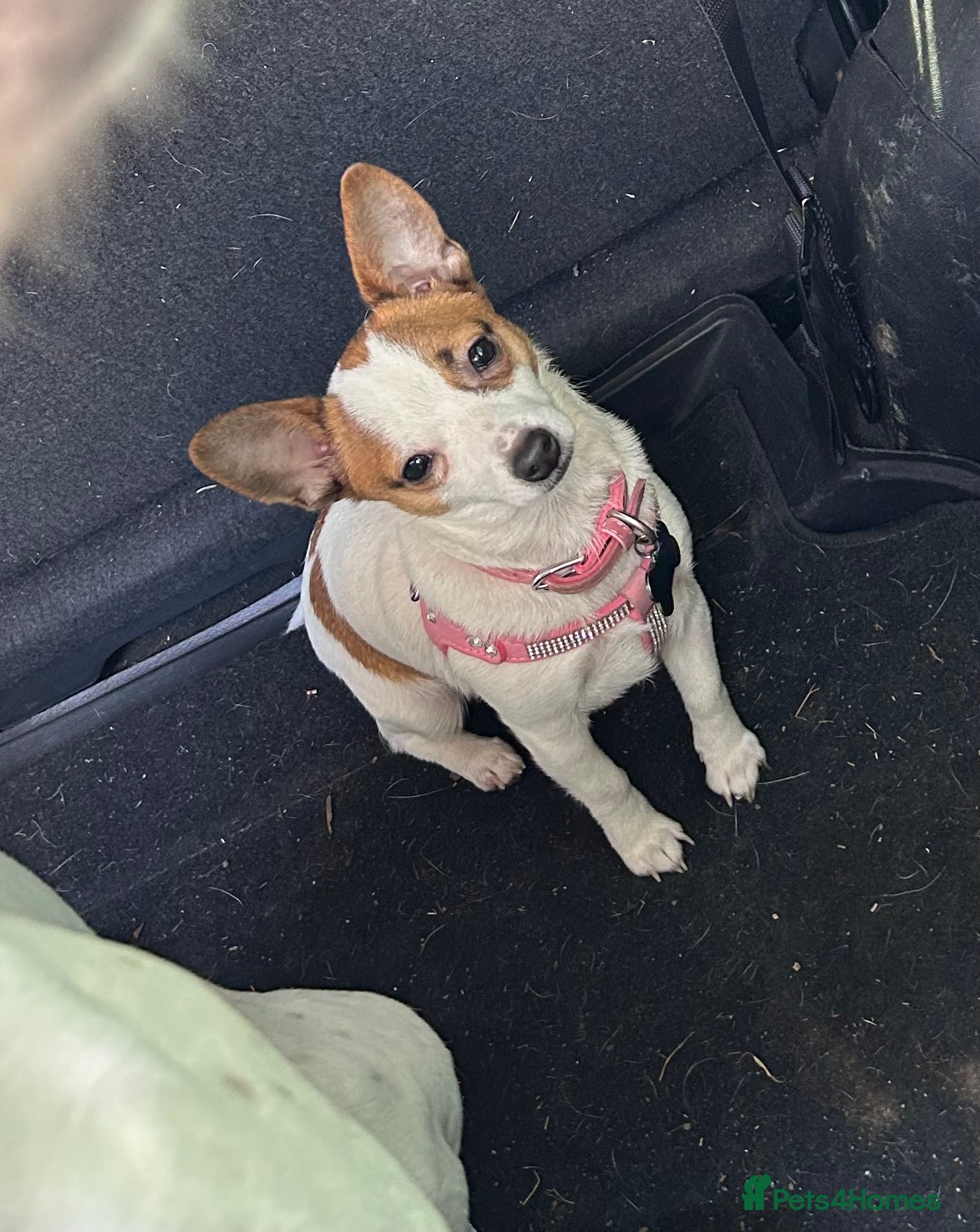 Mixed Breed dogs 10 month old jack x chihuahua  - Advert 4