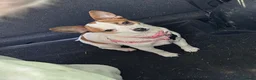Mixed Breed dogs for sale: 10 month old jack x chihuahua  - Advert 1