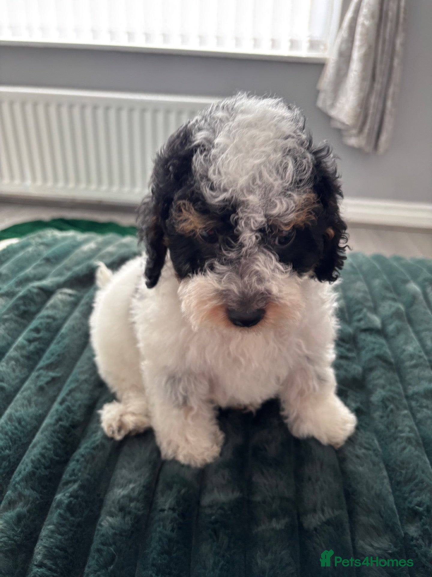Cavapoo dogs tiny Cavapoo puppy 1 boy ready now  - Advert 2