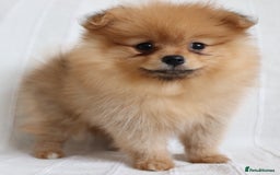Pomeranian dogs for sale: Purebred Pomeranian Pups Raised with Love in LDN - Image 15