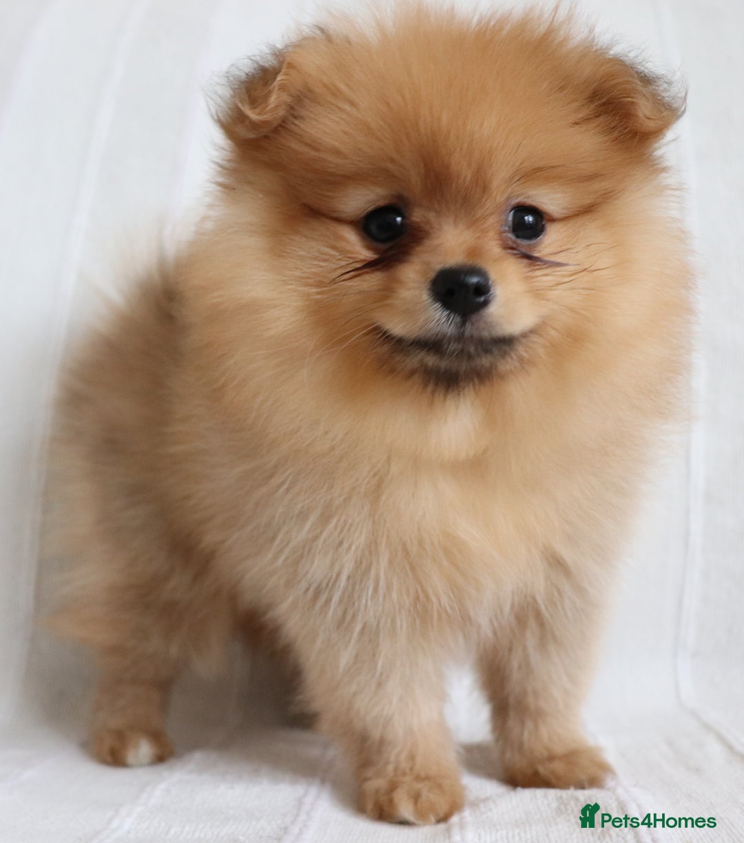 Pomeranian dogs for sale: Purebred Pomeranian Pups Raised with Love in LDN - Image 15