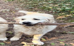 Golden Retriever dogs for sale: Outstanding Champion Lines KC Registered - Image 7