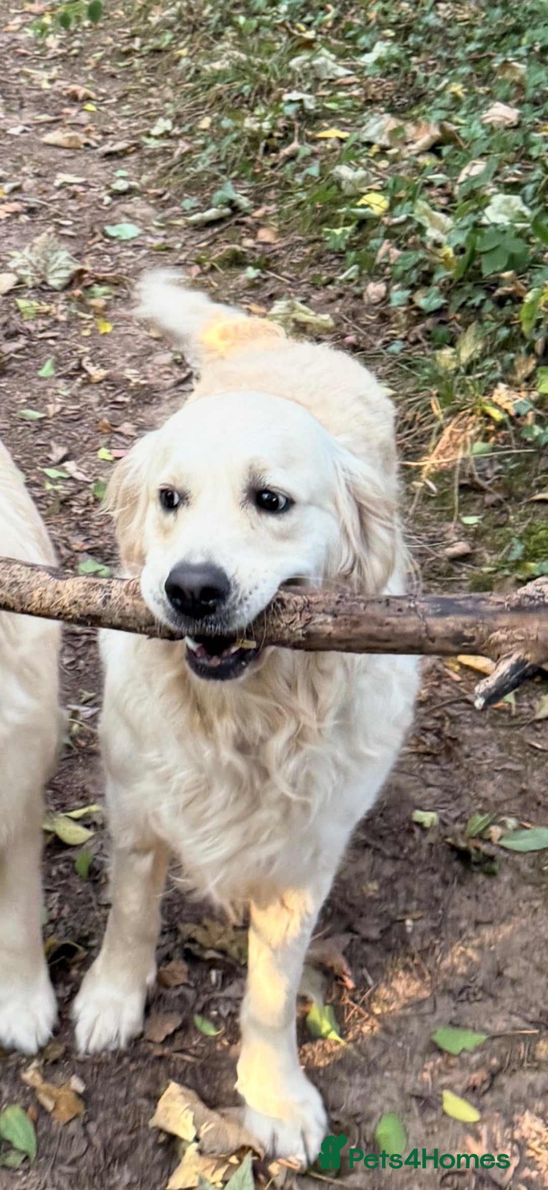 Golden Retriever dogs for sale: Outstanding Champion Lines KC Registered - Image 7