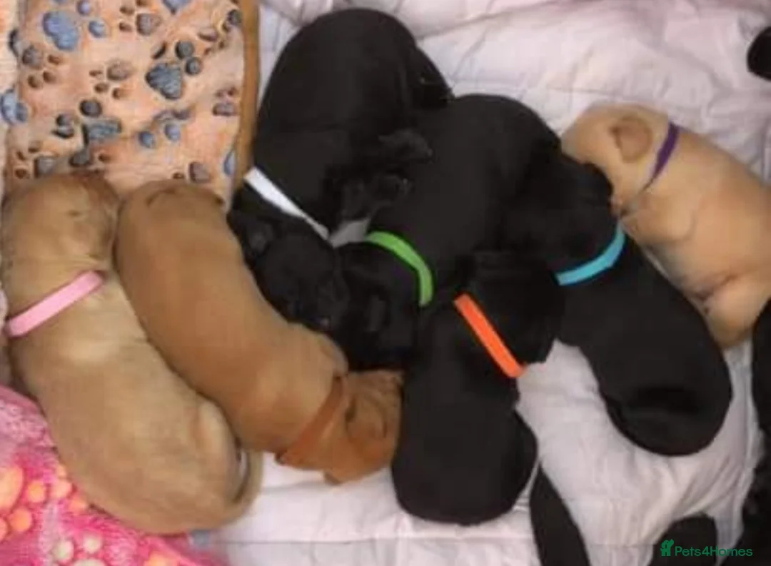 Labrador Retriever dogs for stud: Proven Lab for stud in Birmingham - Advert 5