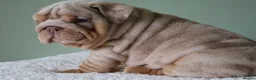 English Bulldog dogs for sale: Mr Muscles litter English Bulldogs - Advert 37