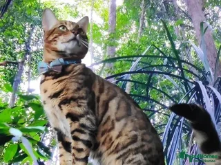 Bengal cats in Durham - Advert 27