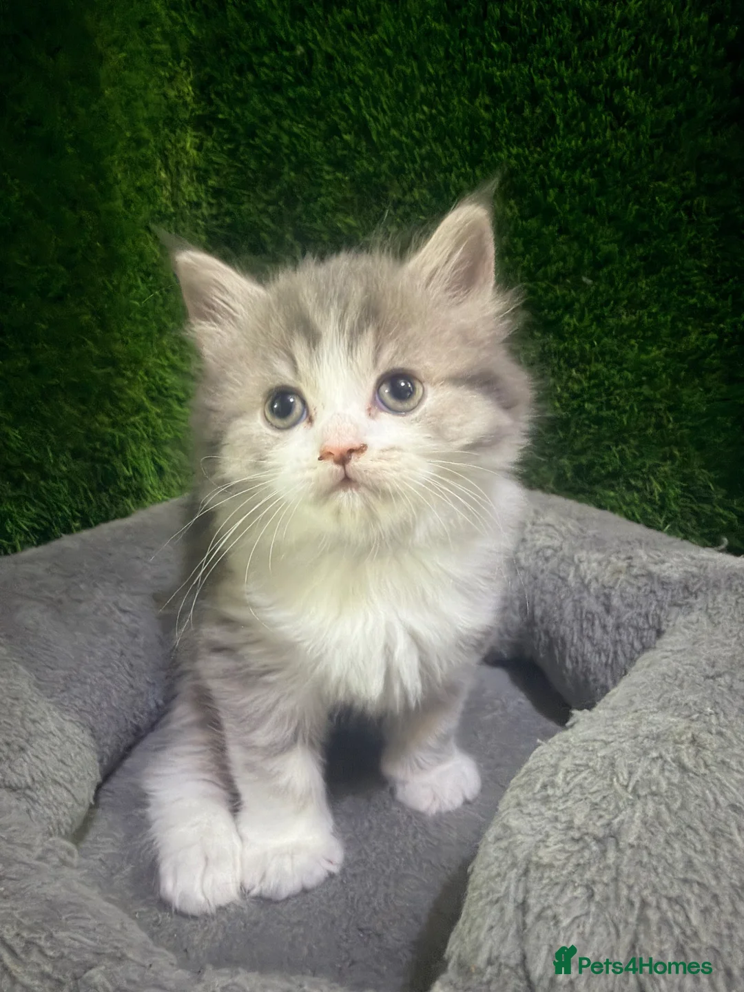 Mixed Breed cats for sale: Adorable litter of fluffy kittens  - Advert 2