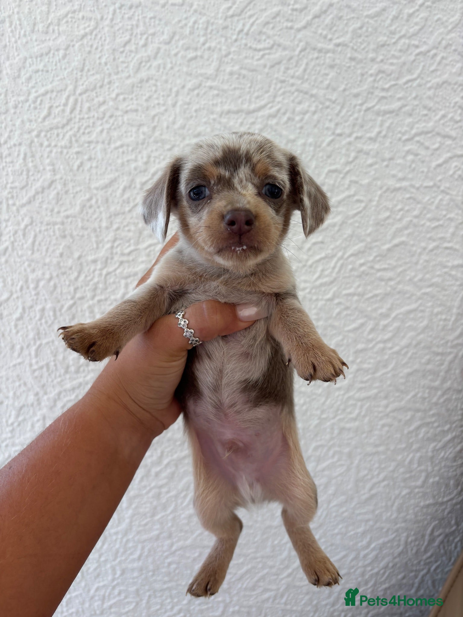 Chiweenie dogs Beautiful Chiweenie Puppies!! - Advert 2