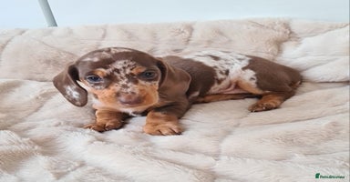 Miniature Dachshund dogs - Advert 2