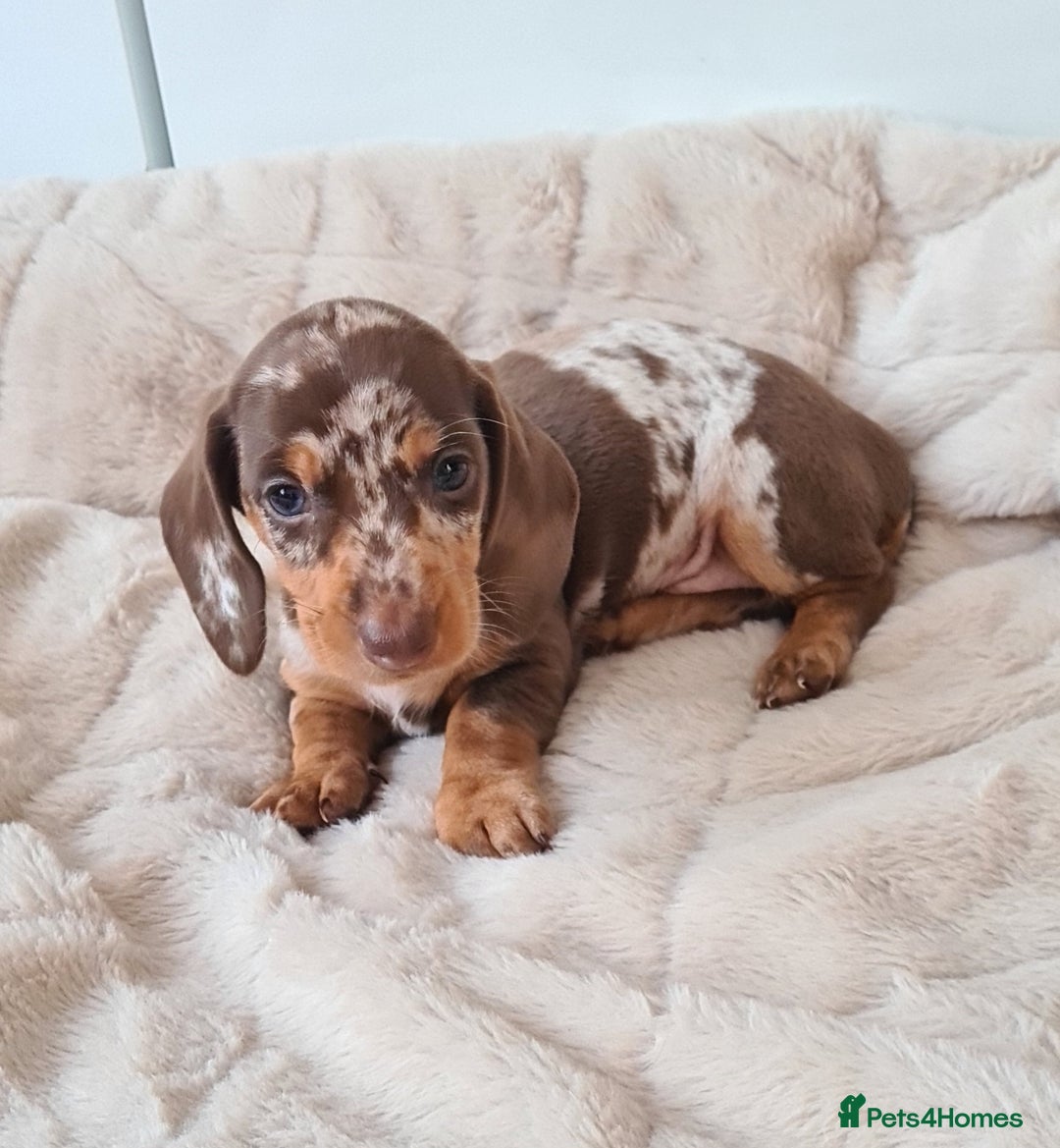 Miniature Dachshund dogs for sale: KC registered miniature dachshunds  - Image 2