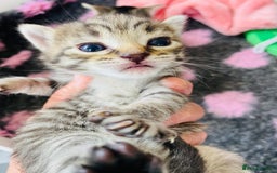 Bengal cats for sale: Beautiful Female Kittens - Image 5
