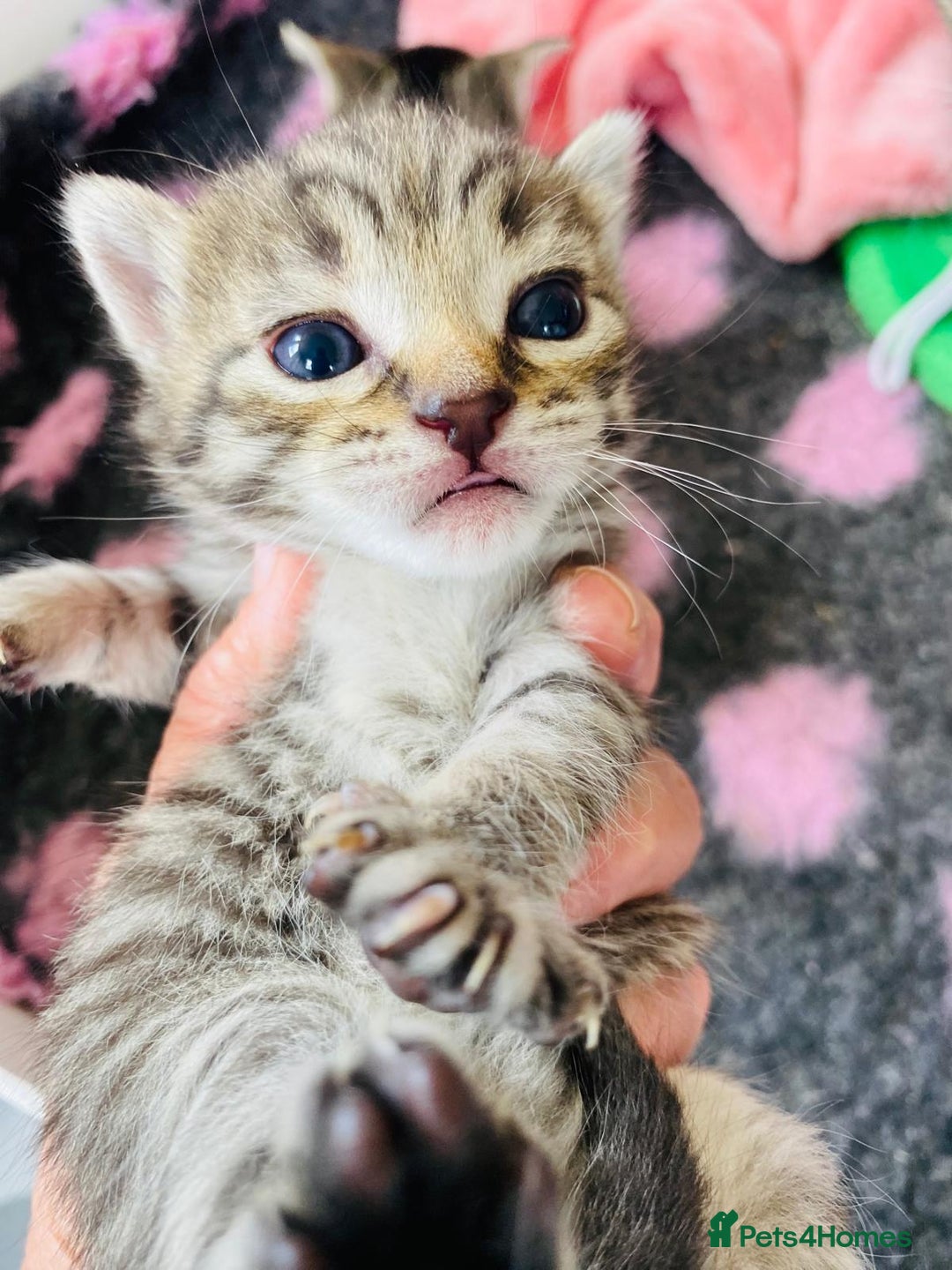 Bengal cats for sale: Beautiful Female Kittens - Image 5