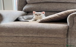 British Shorthair cats for sale: Beautiful silver spotted BSH for sad sale  - Image 8